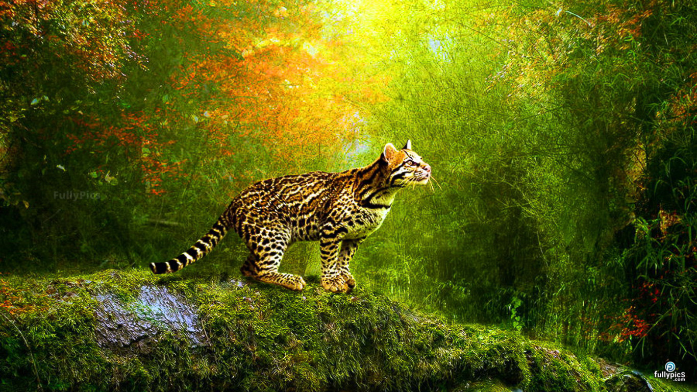 Animals HD Wallpapers Gallery
