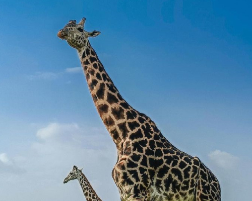 Giraffe Pics