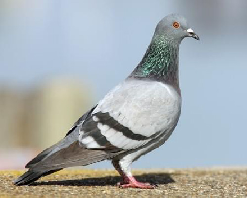 Pigeon Pics