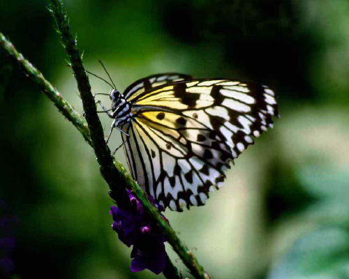 Butterfly Pics